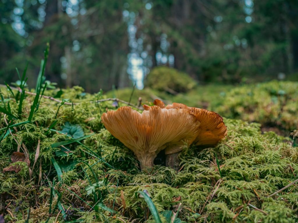 Photo Biodiversity conservation